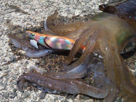 先週に引き続きエギング